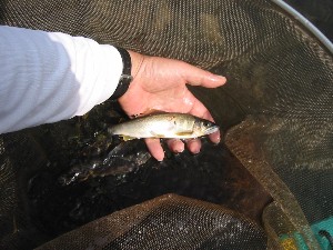 ���σT�C�Y��17����