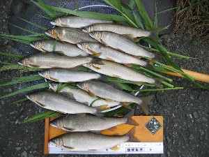 �ő�29.5�����𓪂ɂP�S��