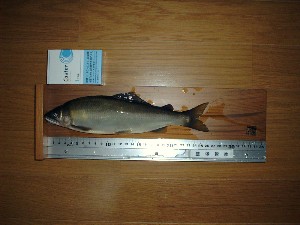 ���G�ō�27����230��