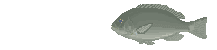 �N���A�j���[�V����