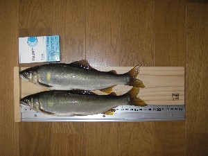 8/3�@27.5�����@230��