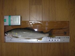 28.5�����@260��